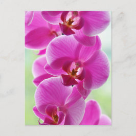 Liebliche rosa Orchids Postkarte