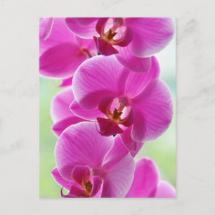 Liebliche rosa Orchids Postkarte