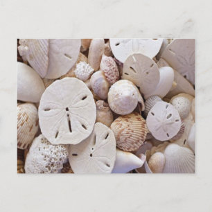 Liebliche Sand Dollar Muscheln Postkarte