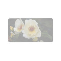 Liebliche Shrub-Rose "Golden Wings"
