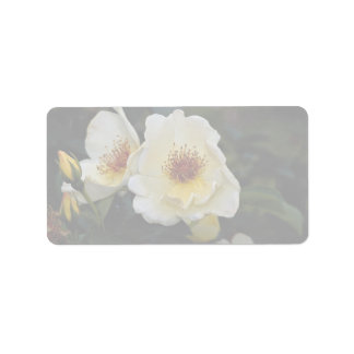 Liebliche Shrub-Rose "Golden Wings" Adressaufkleber