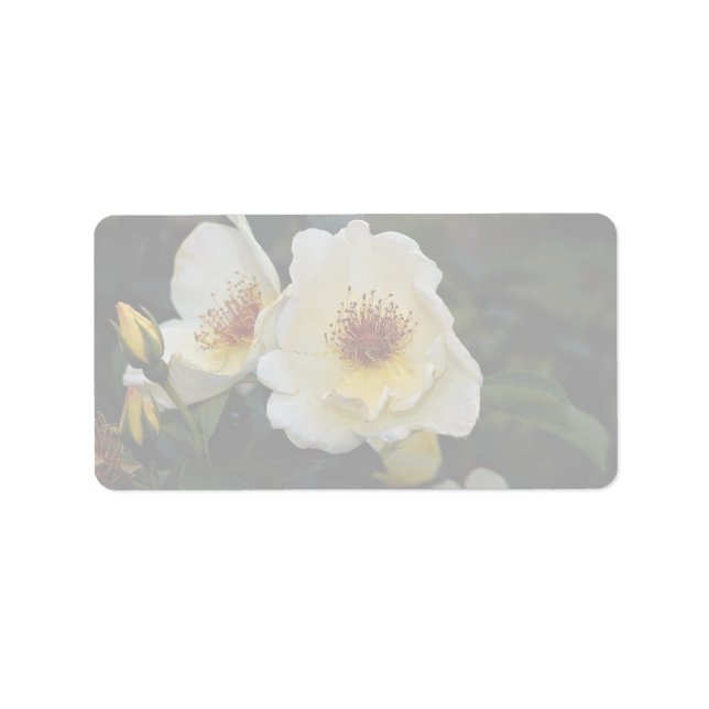 Liebliche Shrub-Rose "Golden Wings" Adressaufkleber (Vorne)