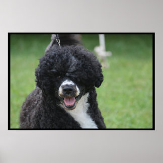 Lieblicher portugiesischer Wasserhund Poster