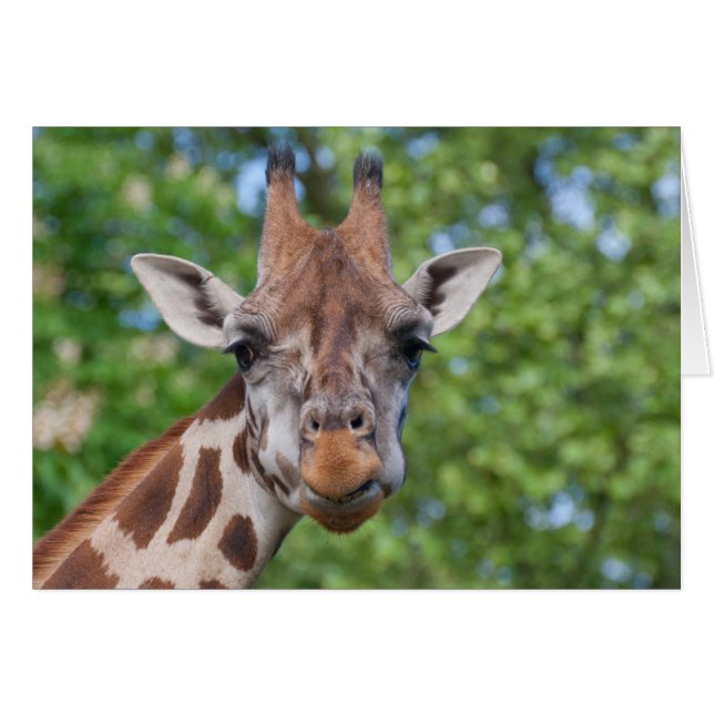 Liebliches Giraffe-Portrait (Vorderseite (Horizontal))