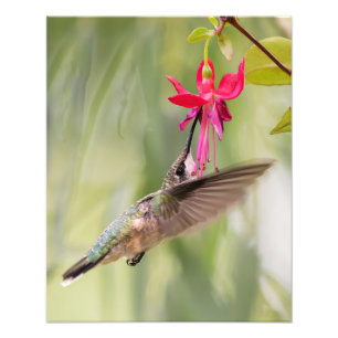 Liebling Fuchsia Hummingbird Fotodruck