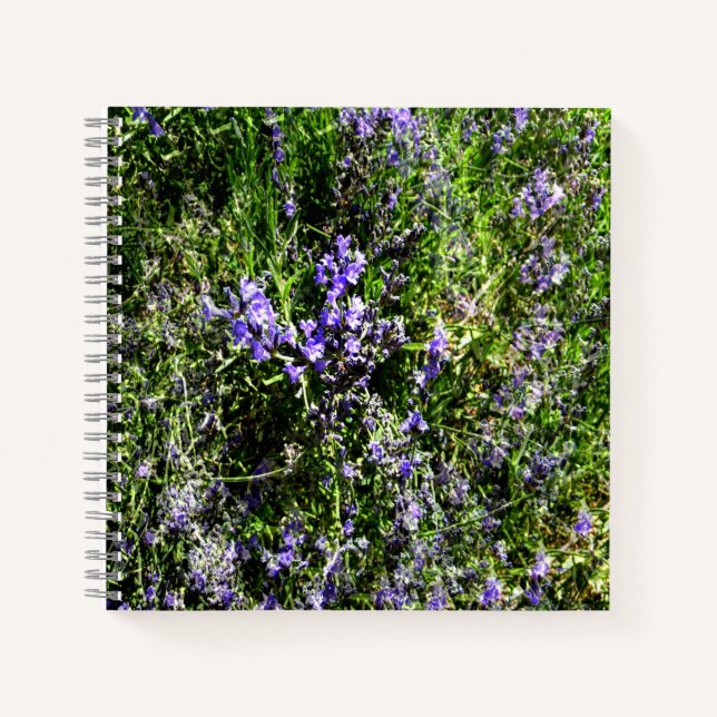 Lieblings-Lavendel...... Notizbuch (Vorderseite)