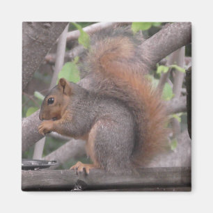 Liebreizendes Eichhörnchen beim Nussessen Foto Magnet