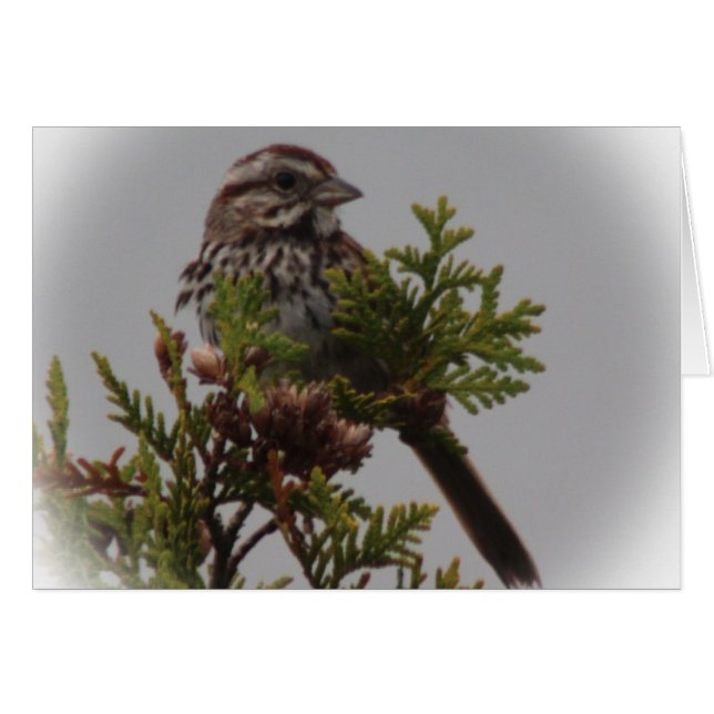 Lied-Vogel (Vorderseite (Horizontal))