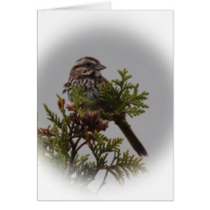 Lied-Vogel