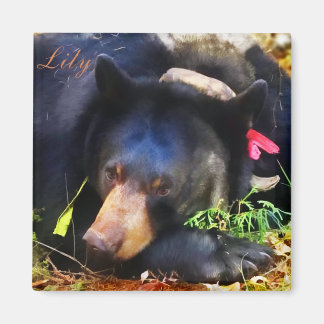 Liege den schwarzen Bär mit Ribbons Magnet