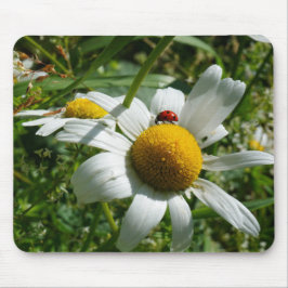 Lieveheersbeestje op margriet in de natuur. mousepad