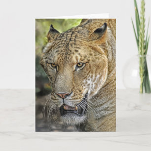 Liger Half Löwe Half Tiger Karte
