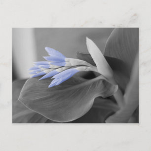 Light Blue Blume Buds Color Splash Foto Postkarte