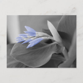 Light Blue Blume Buds Color Splash Foto Postkarte