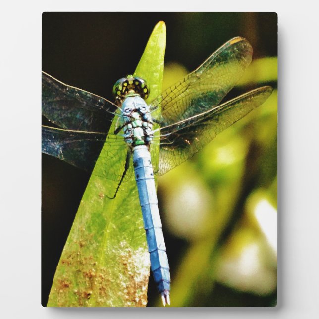 Light Blue Dragonfly Fotoplatte (Vorderseite)