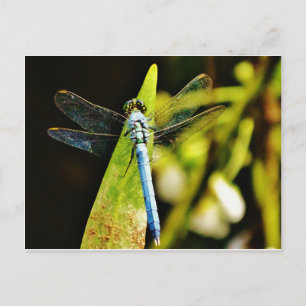 Light Blue Dragonfly Postkarte