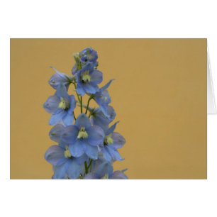 Light Blue Larkspur