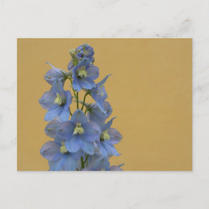Light Blue Larkspur Postkarte