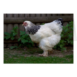 Light Brahma Hen