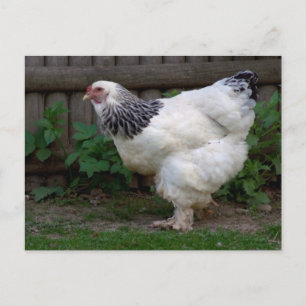 Light Brahma Hen Postkarte