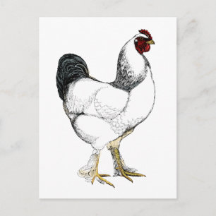 Light Brahma Rooster - Elegantes Vintages Huhn Postkarte