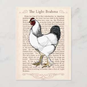 Light Brahma Rooster Vintag Country Classic Postkarte