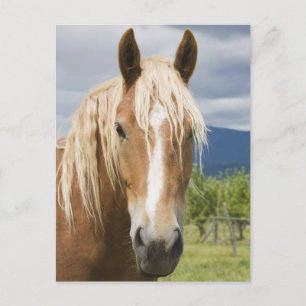 Light Brown Horse Postkarte