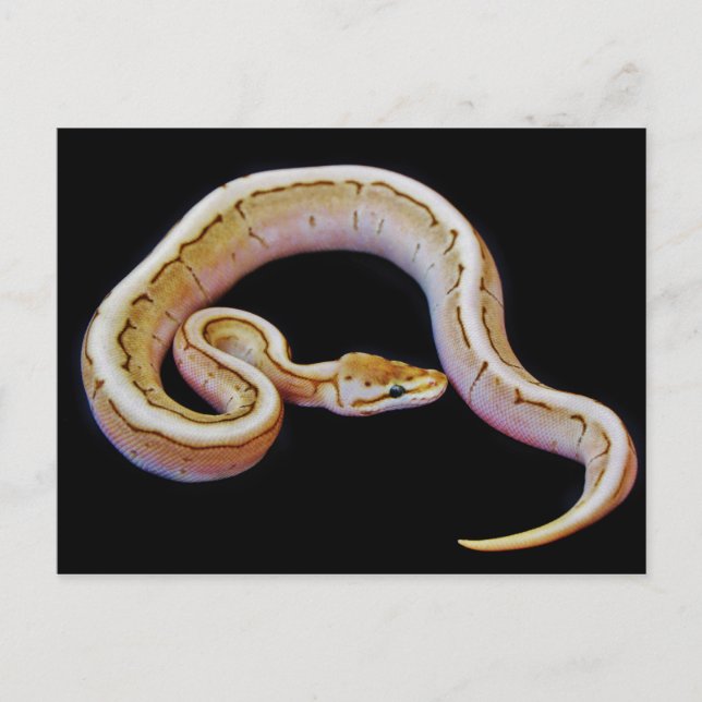 Light Colored Ball Python Postkarte (Vorderseite)