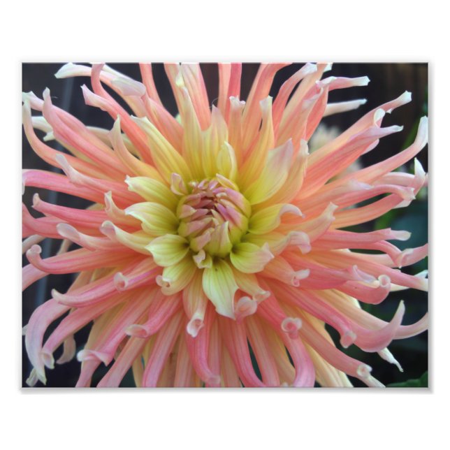 Light Dahlia 10x8 Fotodruck (Vorne)