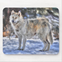 Light Gray Wolf & Winter Snow