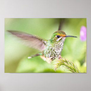 Light Hummingbird Landung auf einem Zweig Poster