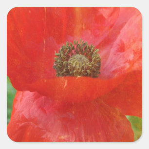 Light Leaks Red Poppy Quadratischer Aufkleber