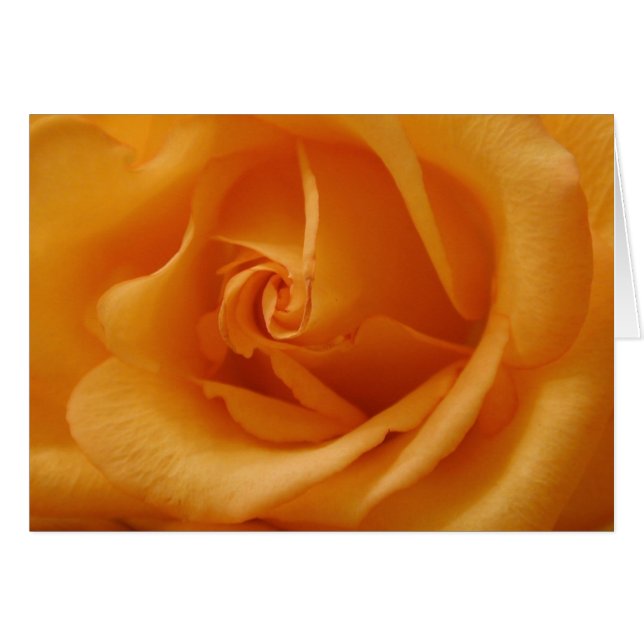 Light Orange Rose (Vorderseite (Horizontal))