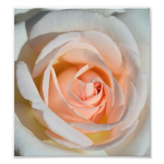 Light Pink Rose Fotodruck