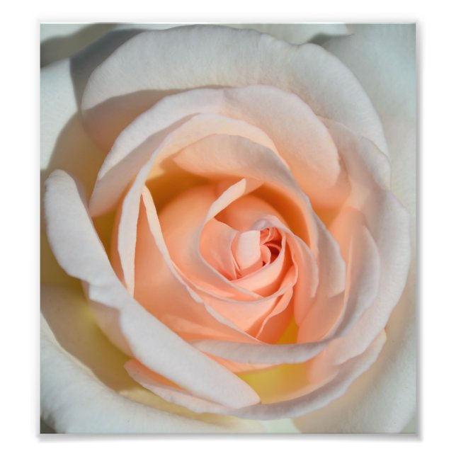 Light Pink Rose Fotodruck (Vorne)