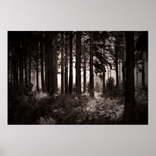 Light Shining Through a Dark Forest Poster