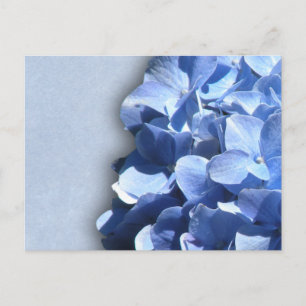 LIght und dunkelblaue Hydrangeas Postkarte