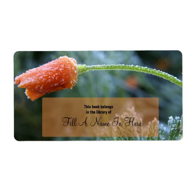 Lightly Frosted Orange California Poppy (Vorne)