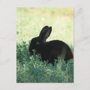 Lil Black Bunny Postkarte