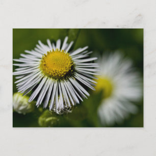 Li'l Daisy Postcard Postkarte