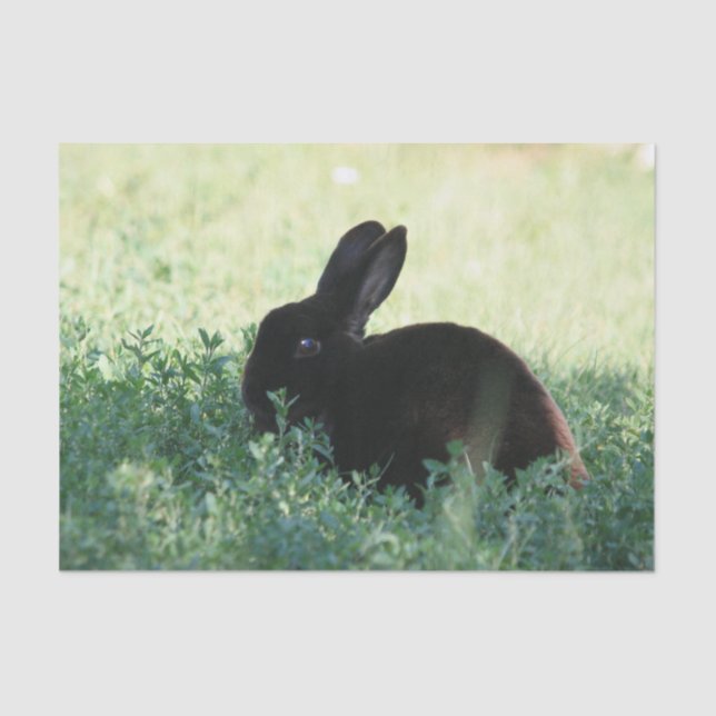 Lil schwarzes Häschen Seidenpapier (Vorderseite)