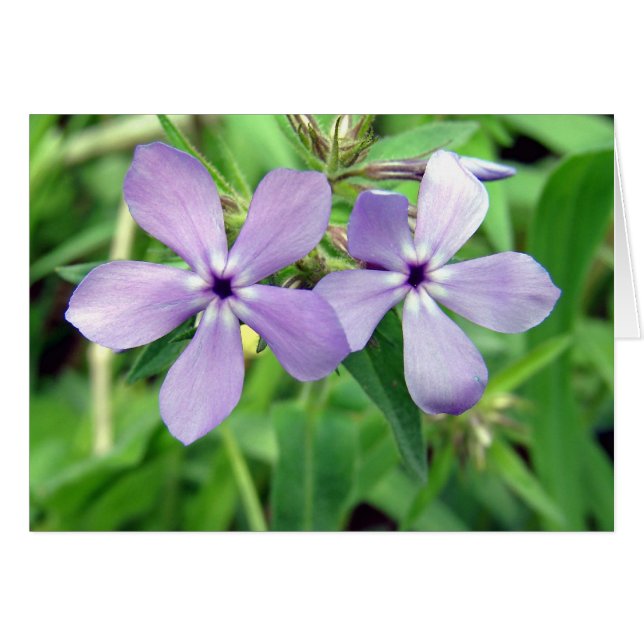 Lila (Vorderseite (Horizontal))