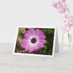 Lila African Daisy Blume Card Karte