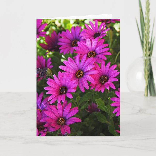 Lila African Daisy Feiertagskarte (Vorderseite)