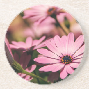 Lila African Daisy Getränkeuntersetzer