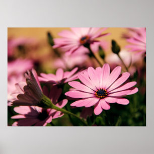 Lila African Daisy Poster