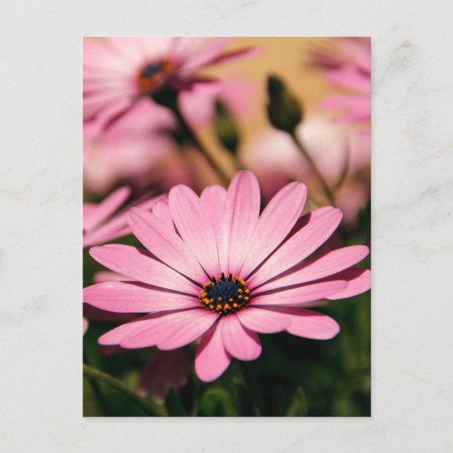 Lila African Daisy Postkarte (Vorderseite)
