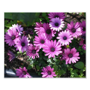Lila afrikanische Daisy-Blume 8x10 Fotodruck