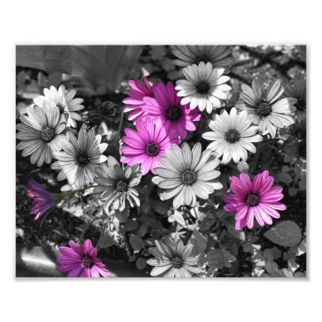 Lila afrikanische Daisy-Blume mit Teilfarbfarbe 8x Fotodruck (Vorne)