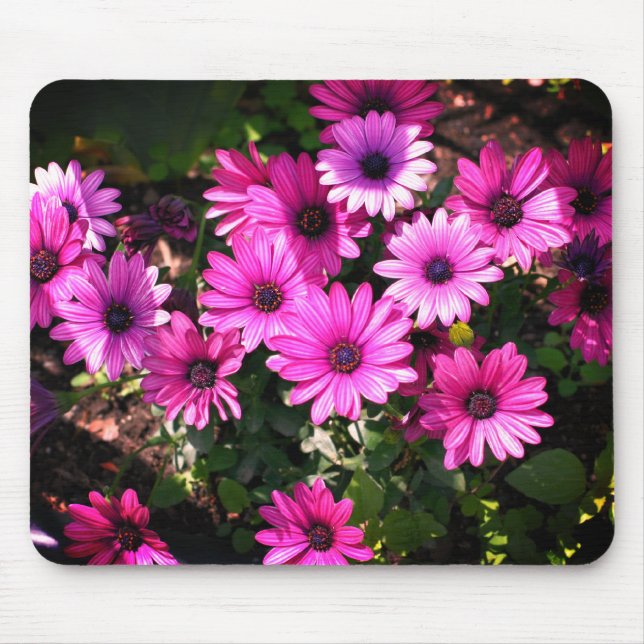 Lila afrikanische Daisy-Blume Mousepad (Vorne)